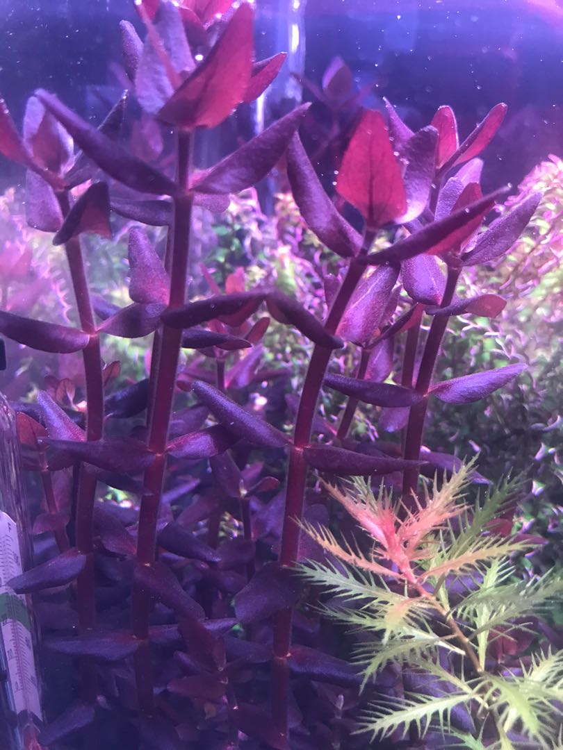 Aqua plant, Pet Supplies, Homes & Other Pet Accessories on Carousell