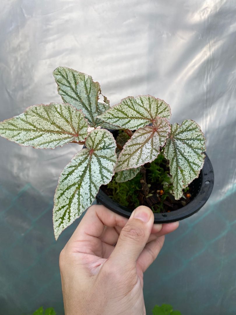 Begonia Don Miller Furniture Home Living Gardening Plants Seeds On Carousell