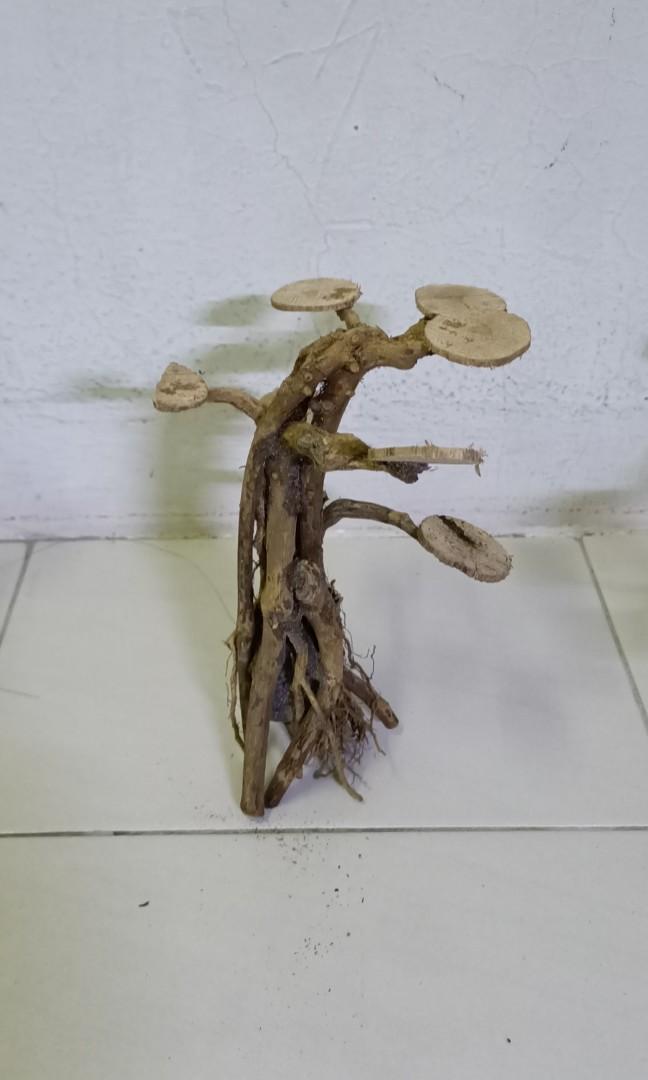 bonsai aquascape handscape, Pet Supplies, Health & Grooming on Carousell