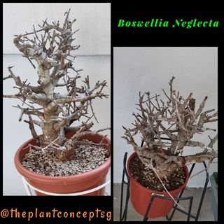 (Category: ) located in . Submitted by theplantconcept (Listing ID 1096092258, Image 1). Description: .