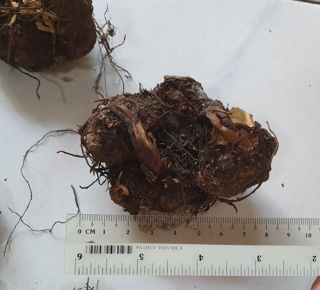 Caladium Bulb (USA) Frog in a Blender (Extra Large Size), Furniture