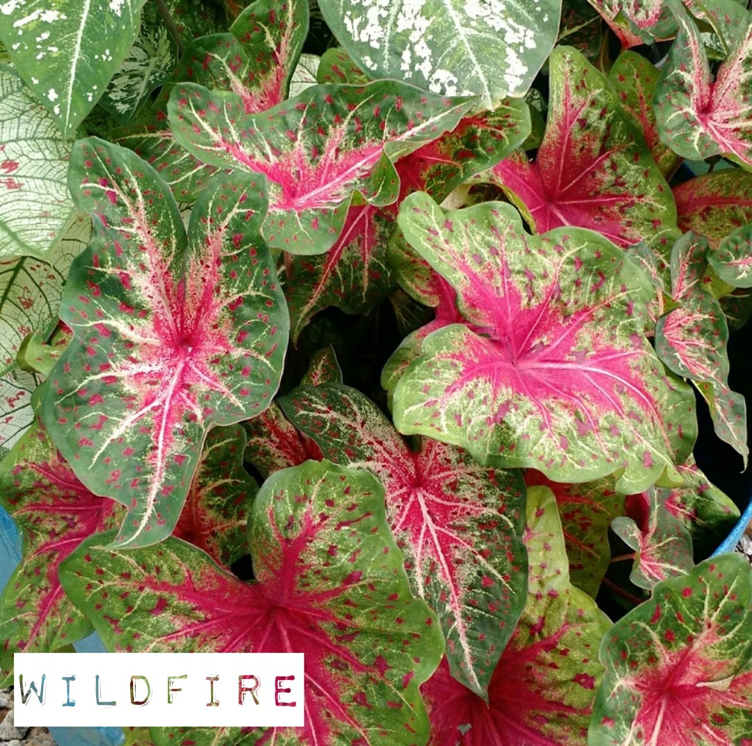 Caladium Bulb (USA) Wildfire Splash of Wine Frog in a Blender