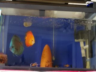 (Category: ) located in . Submitted by boldbird.0a3461 (Listing ID 1096209193, Image 1). Description: .