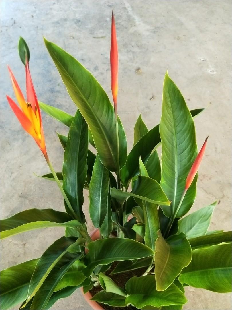 Heliconia Fire Flash, Furniture & Home Living, Gardening, Plants & Seeds on  Carousell