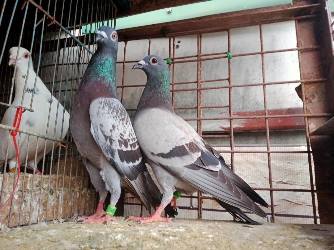 Jansen pigeons (Category: Looking For) located in Valenzuela. Submitted by alvin_torrijos1569 (Listing ID 1096237055, Image 1). Description: 20 pieces of pair pigeon 600 pair pm me if you are interested.