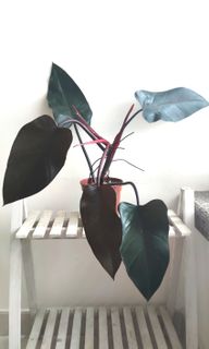 （分類：）位於 。 由 kinpaph 提交（商品編號 1096227441，圖片 1）。簡介： 。