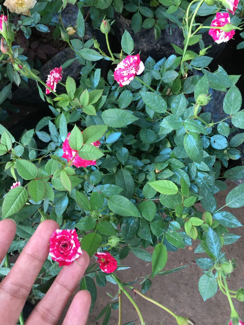 piti mini rose, Furniture & Home Living, Gardening, Plants & Seeds on ...