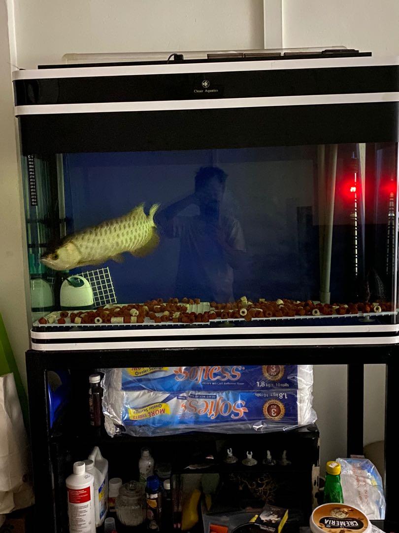 sell fish tank