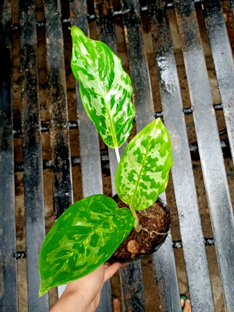 Aglaonema Camouflage, Furniture & Home Living, Gardening, Plants & Seeds on  Carousell