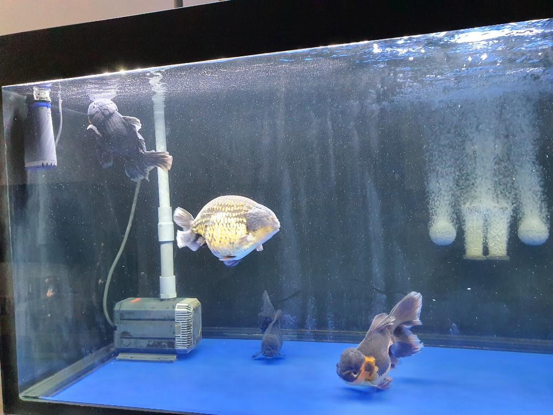 Beamswork 5ft white LED aquarium light Pet Supplies Homes