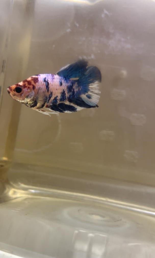 Betta Fish Mystery Box 3 Betta, Food, Pet Supplies, Homes & Other Pet  Accessories On Carousell