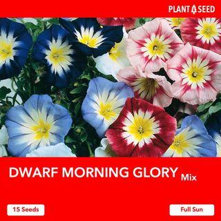 Dwarf Morning Glory Flower Seeds [15 Seeds]