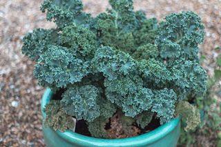 🇮🇹Organic Kale fresh edible baby curly kale plant mini seedling  tree healthy vegetable super food cavolo laciniato Nero Di toscana precoce chou frise krauskohl varza berza couve frisada ohrovt kanycta 有機 可食用 羽衣甘藍 樹苗 植物 新鮮健康蔬菜超級食品