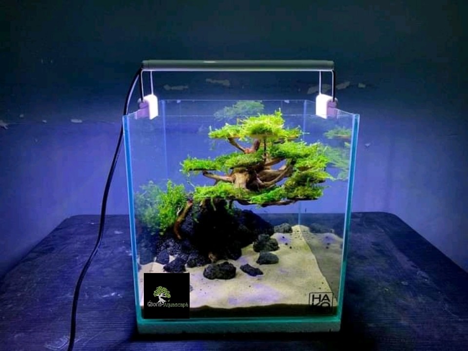 65 Minimalist Aquascaping ideas  aquarium design, aquascape, fish