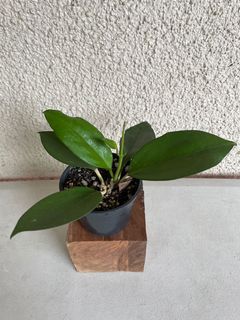 (Category: ) located in . Submitted by garden_edit (Listing ID 1096290460, Image 1). Description: .