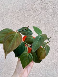 (Category: ) located in . Submitted by leplant (Listing ID 1096434018, Image 1). Description: .