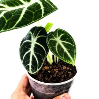(Category: ) located in . Submitted by botanico_ (Listing ID 1096504510, Image 1). Description: .