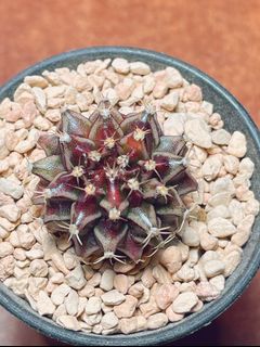 (Category: ) located in . Submitted by mesemb_garden (Listing ID 1096627962, Image 1). Description: .
