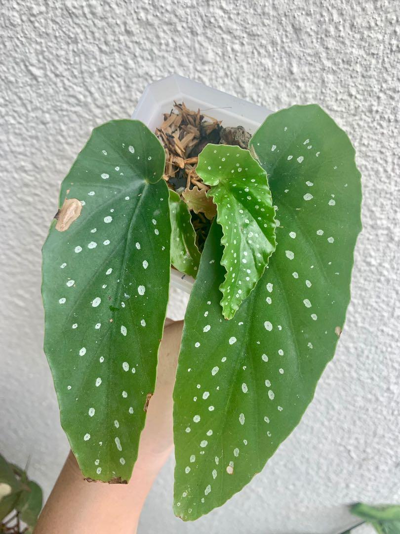 Begonia tamaya 1, Furniture & Home Living, Gardening, Plants & Seeds