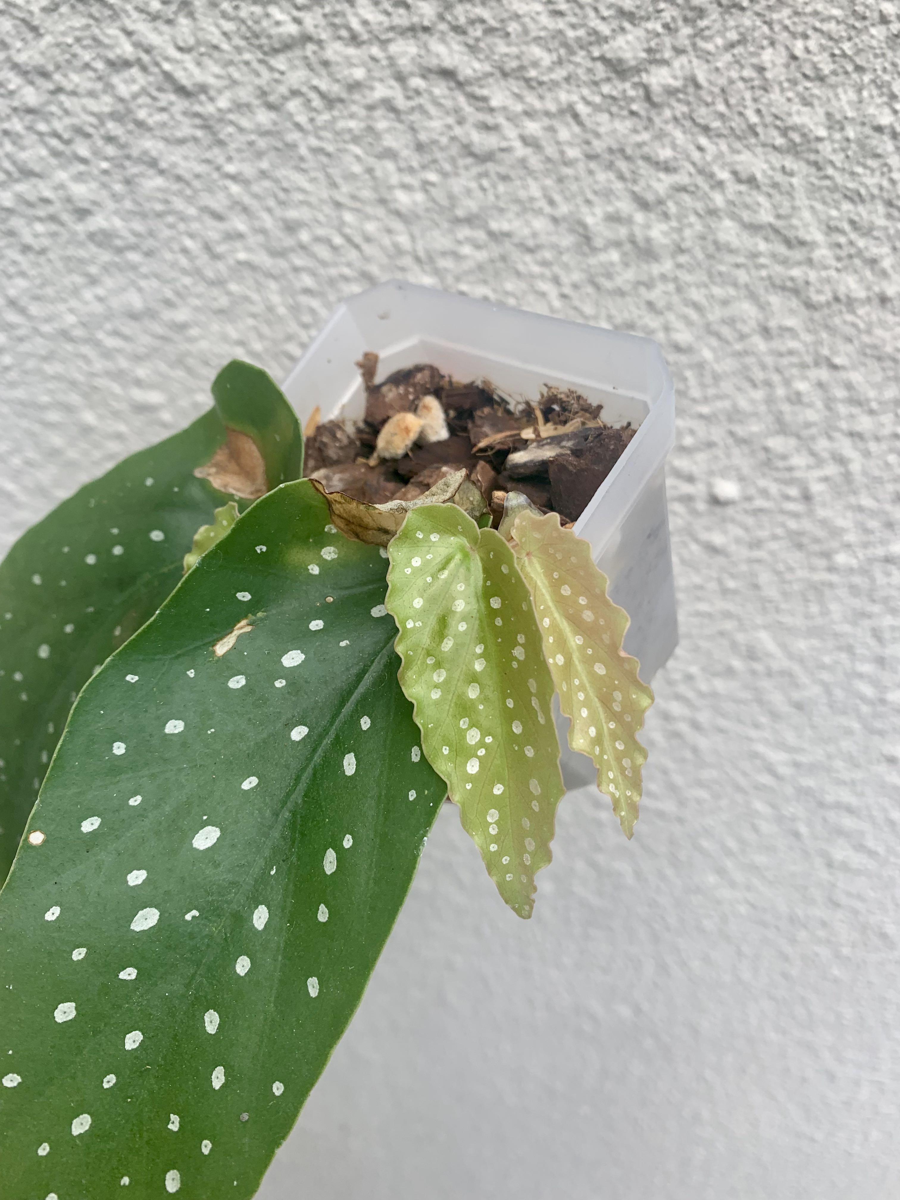 Begonia tamaya 2, Furniture & Home Living, Gardening, Plants & Seeds