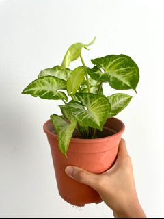 (Category: ) located in . Submitted by botanakha (Listing ID 1096505125, Image 1). Description: .