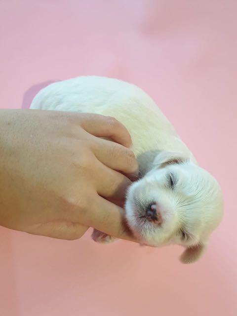Jual teacup maltese clearance