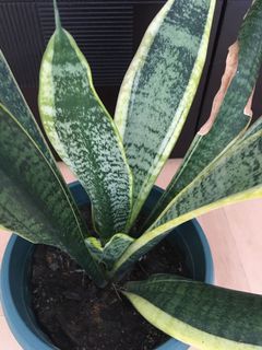 (Category: ) located in . Submitted by loveplants89 (Listing ID 1096549946, Image 1). Description: .