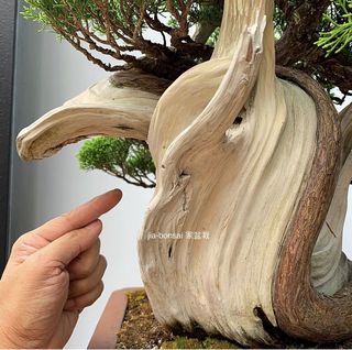 (Category: ) located in . Submitted by jia_bonsai_singapore (Listing ID 1096319180, Image 1). Description: .
