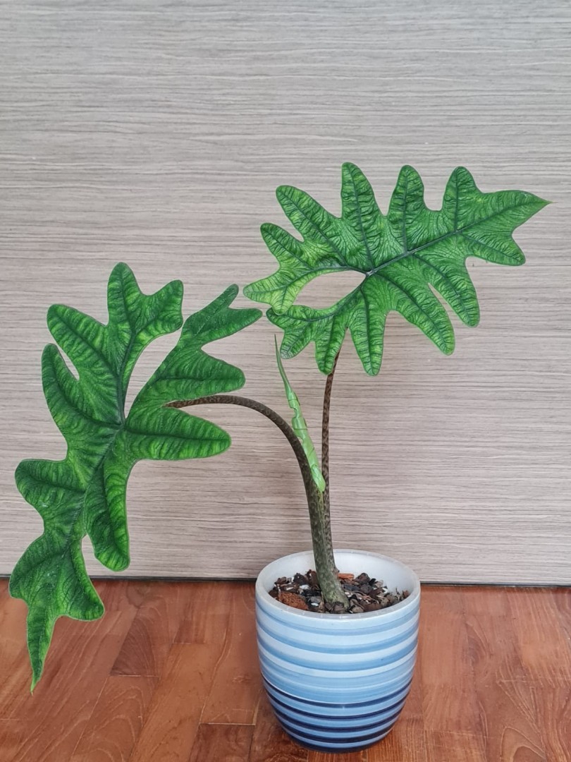 Free Phytosanitary Certificate 2-4 Leaves Alocasia Jacklyn SP Sulawesi