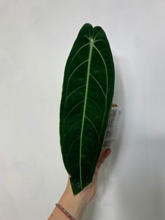 (Category: ) located in . Submitted by exotic_plants_hunter (Listing ID 1096858886, Image 1). Description: .