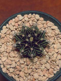 C4. HLB 2.3cm