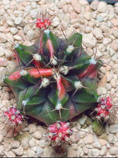 C1.Emerald 4.2cm