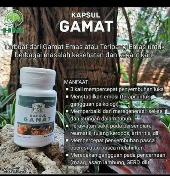 Gamat HPAI, Kesehatan & Kecantikan, Parfum, Kuku & Lainnya di ...