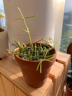 (Category: ) located in . Submitted by raskar (Listing ID 1096911633, Image 1). Description: .