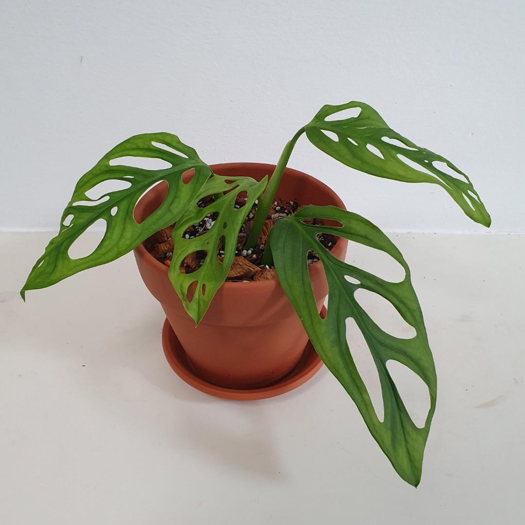 Monstera Adansonii (Swiss Cheese Plant) in Terracotta Pot with Slow