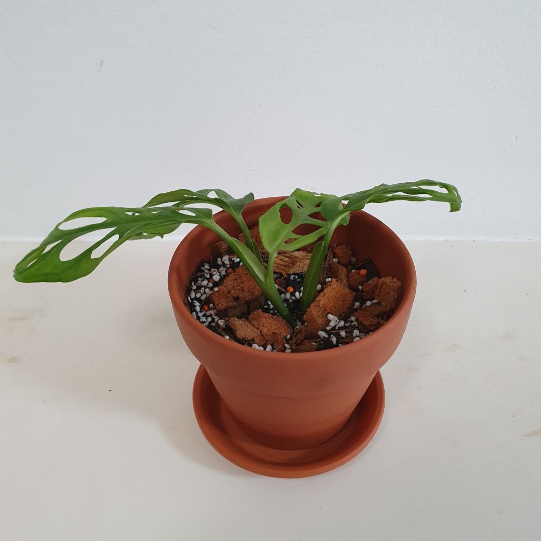 Monstera Adansonii (Swiss Cheese Plant) in Terracotta Pot with Slow