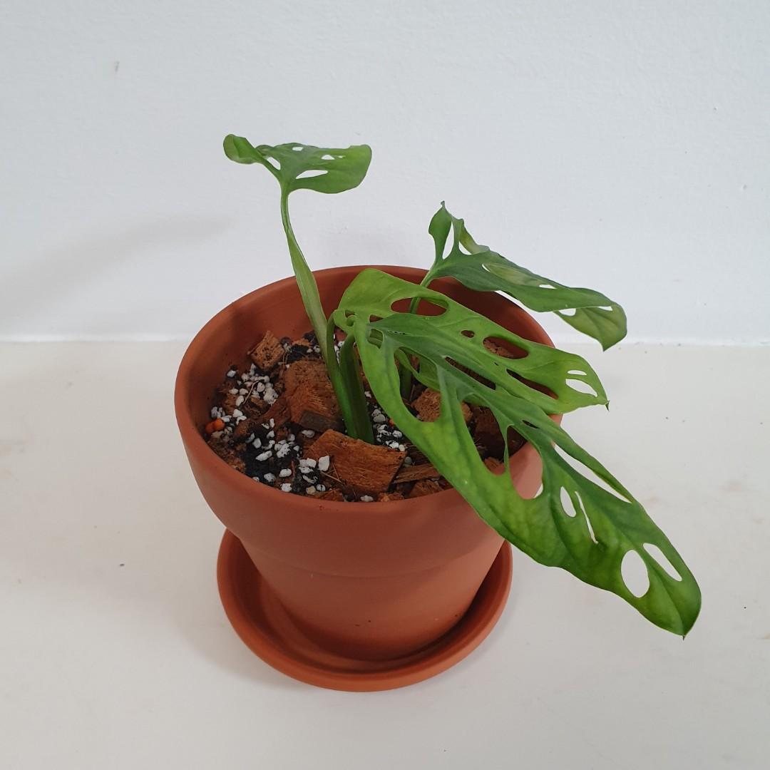Monstera Adansonii (Swiss Cheese Plant) in Terracotta Pot with Slow