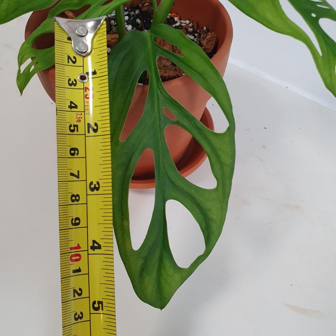 Monstera Adansonii (Swiss Cheese Plant) in Terracotta Pot with Slow