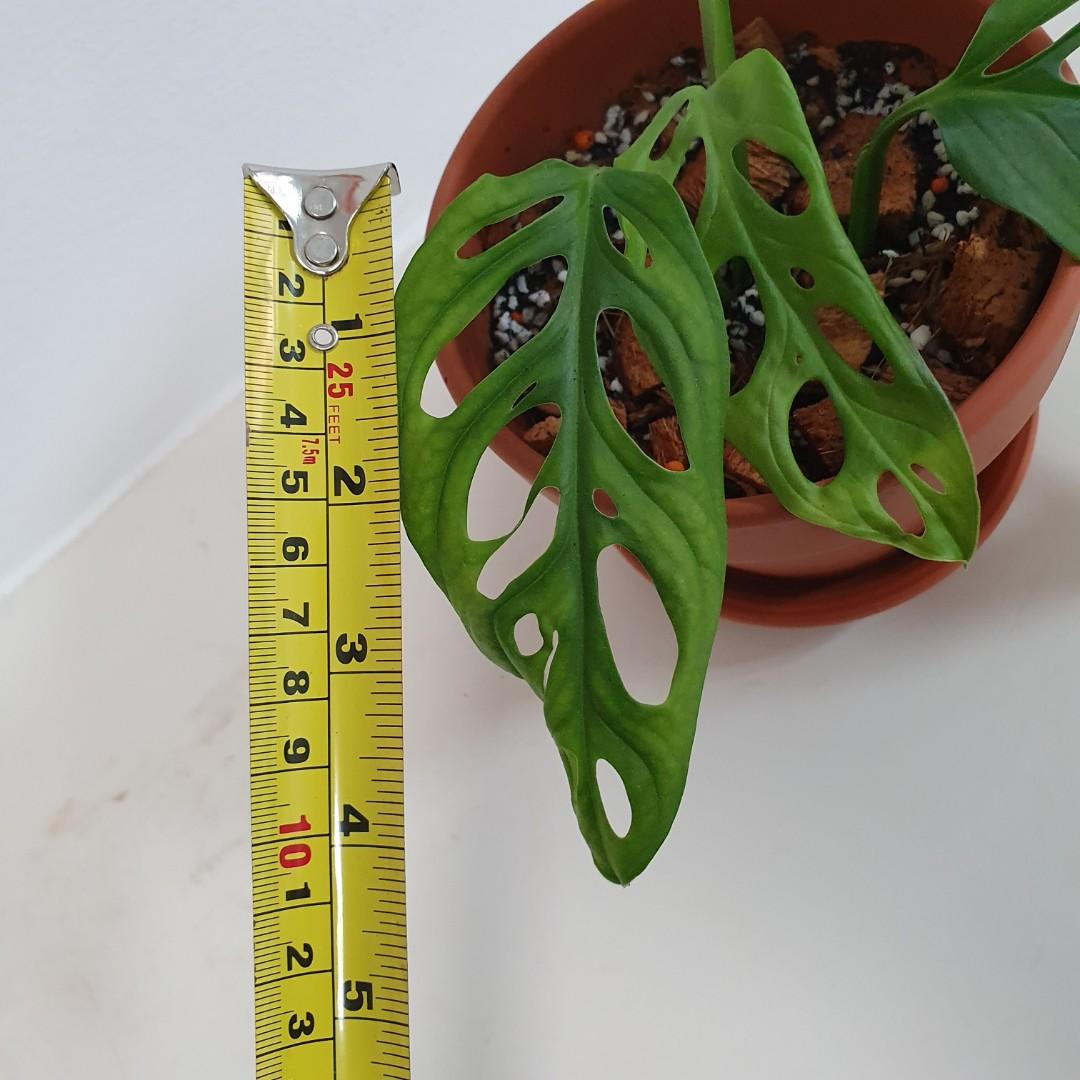 Monstera Adansonii (Swiss Cheese Plant) in Terracotta Pot with Slow