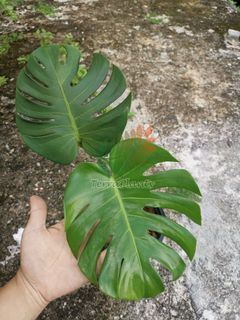 (Category: ) located in . Submitted by terraplants (Listing ID 1096833326, Image 1). Description: .