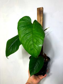 (Category: ) located in . Submitted by exotic_plants_hunter (Listing ID 1096859741, Image 1). Description: .