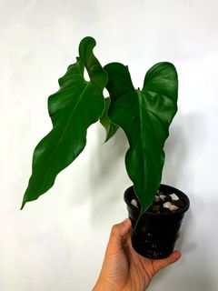 (Category: ) located in . Submitted by exotic_plants_hunter (Listing ID 1096859264, Image 1). Description: .