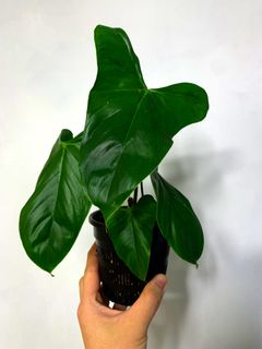 (Category: ) located in . Submitted by exotic_plants_hunter (Listing ID 1096860268, Image 1). Description: .