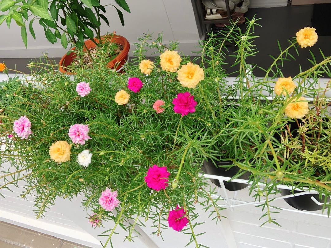 Portulaca Japanese Rose Moss Rose With Pot Furniture Home Living Gardening Plants Seeds On Carousell