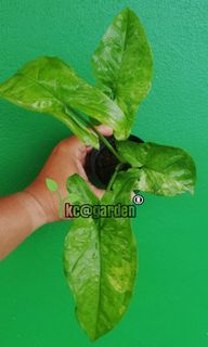(Category: ) located in . Submitted by kc_garden (Listing ID 1096765700, Image 1). Description: .
