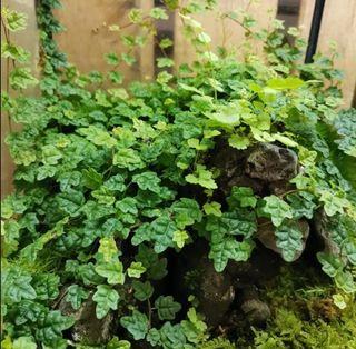 B37 Terrarium Plant -- Ficus quercifolia- Oak Leaf Creeping Fig