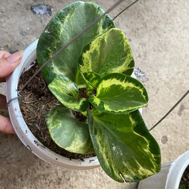 variegated spoonleaf peperomia, Furniture & Home Living, Gardening