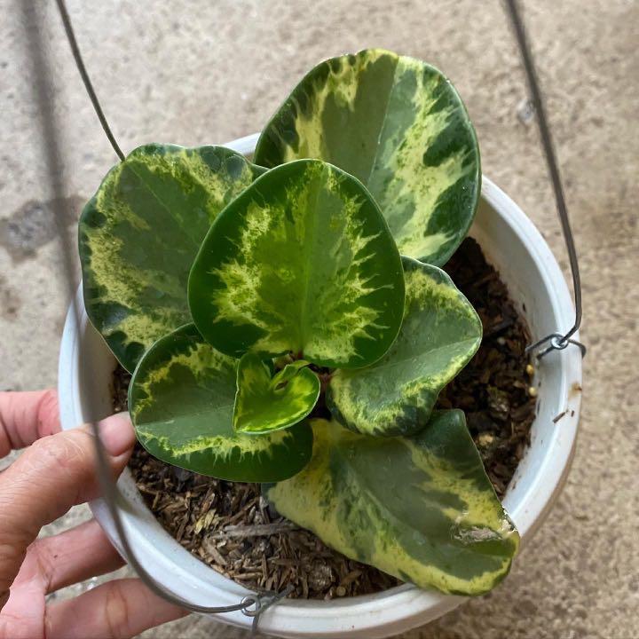 variegated spoonleaf peperomia, Furniture & Home Living, Gardening