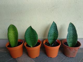 (Category: ) located in . Submitted by newplant (Listing ID 1096735075, Image 1). Description: .