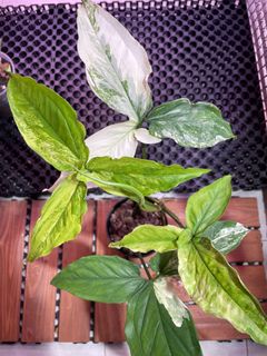 (Category: ) located in . Submitted by plant.botany (Listing ID 1095580524, Image 1). Description: .